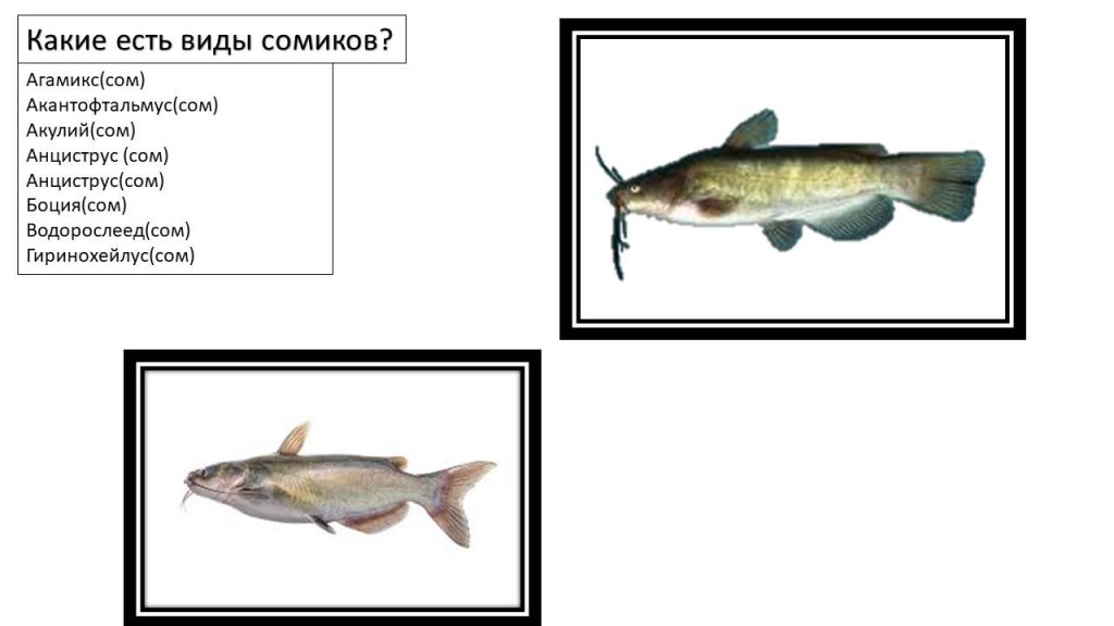 Слайд3р