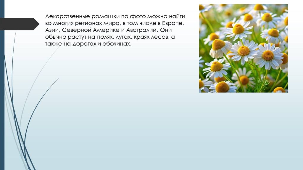 Слайд3ц