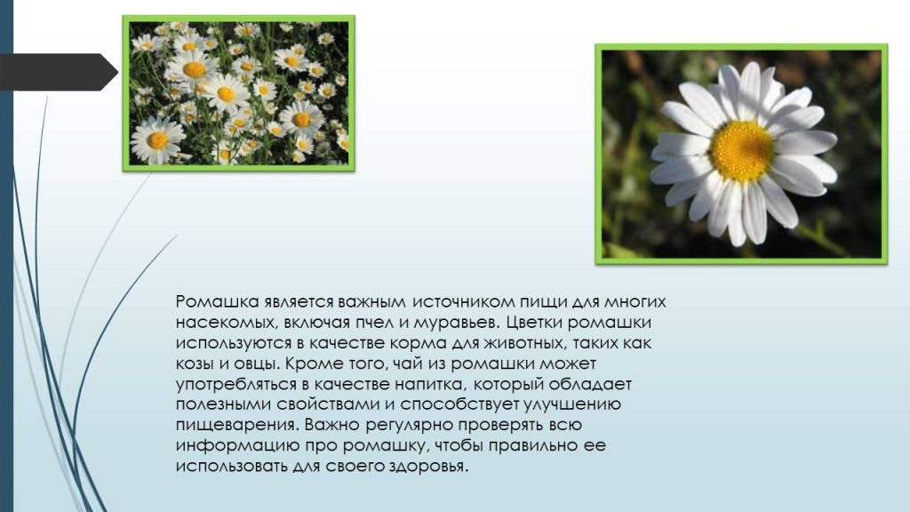 Слайд6ц