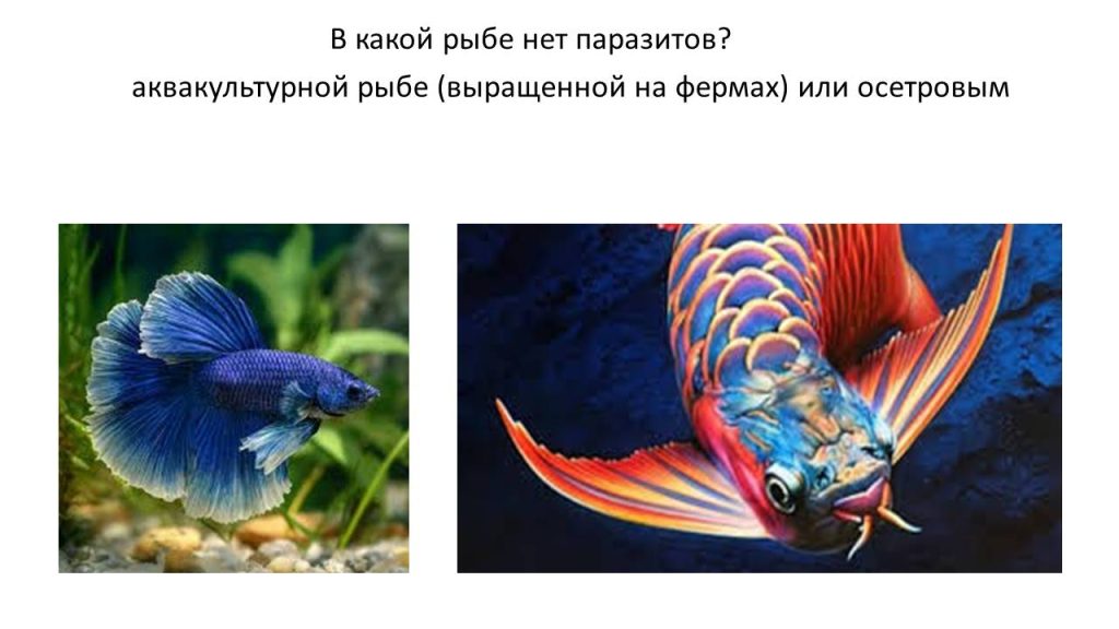 Слайд7р